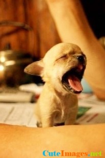 yaaaaaaaaaaaawn--dogs-cuteimages.net.jpg