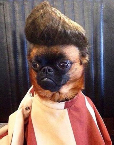 funny-dog-pug-pompador-hair